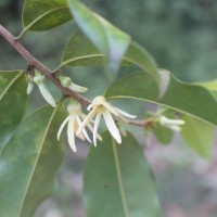 Xylopia